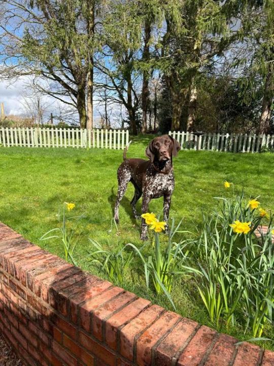 Pool Cottage Bed!-2 Bed Cottage With Dog Walking Trails And Local Pub On Your Doorstep! Popular Walking Trails Nearby-Malvern Hills And The Brockhampton Estate- Peaceful Village On The Border Of Hereford And วุร์สเตอร์ ภายนอก รูปภาพ