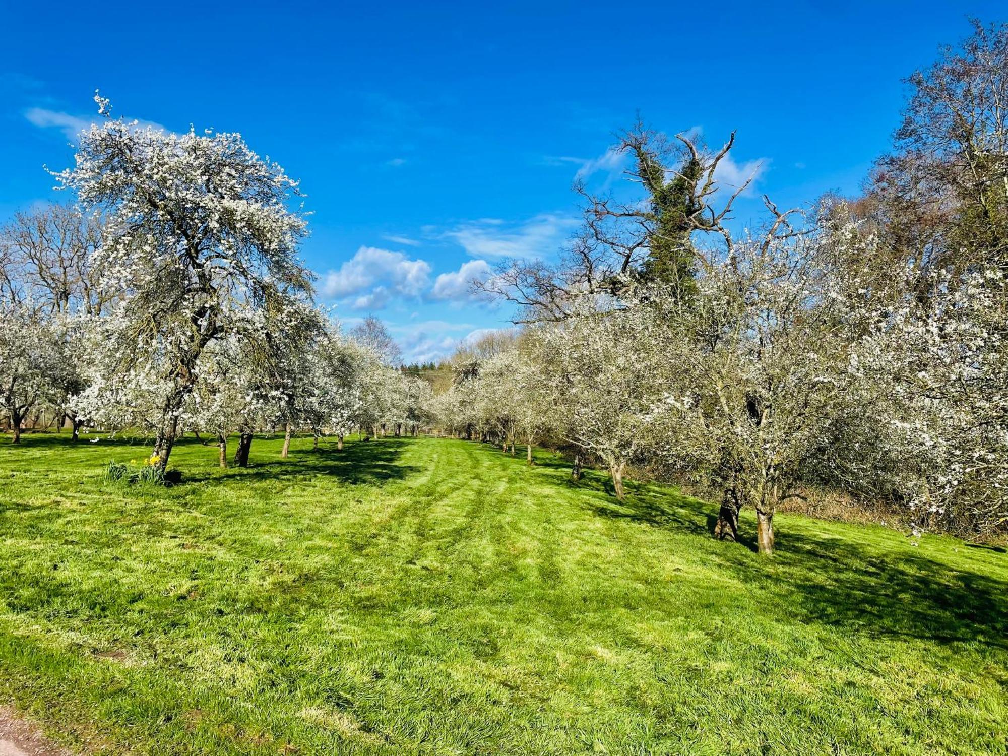 Pool Cottage Bed!-2 Bed Cottage With Dog Walking Trails And Local Pub On Your Doorstep! Popular Walking Trails Nearby-Malvern Hills And The Brockhampton Estate- Peaceful Village On The Border Of Hereford And วุร์สเตอร์ ภายนอก รูปภาพ