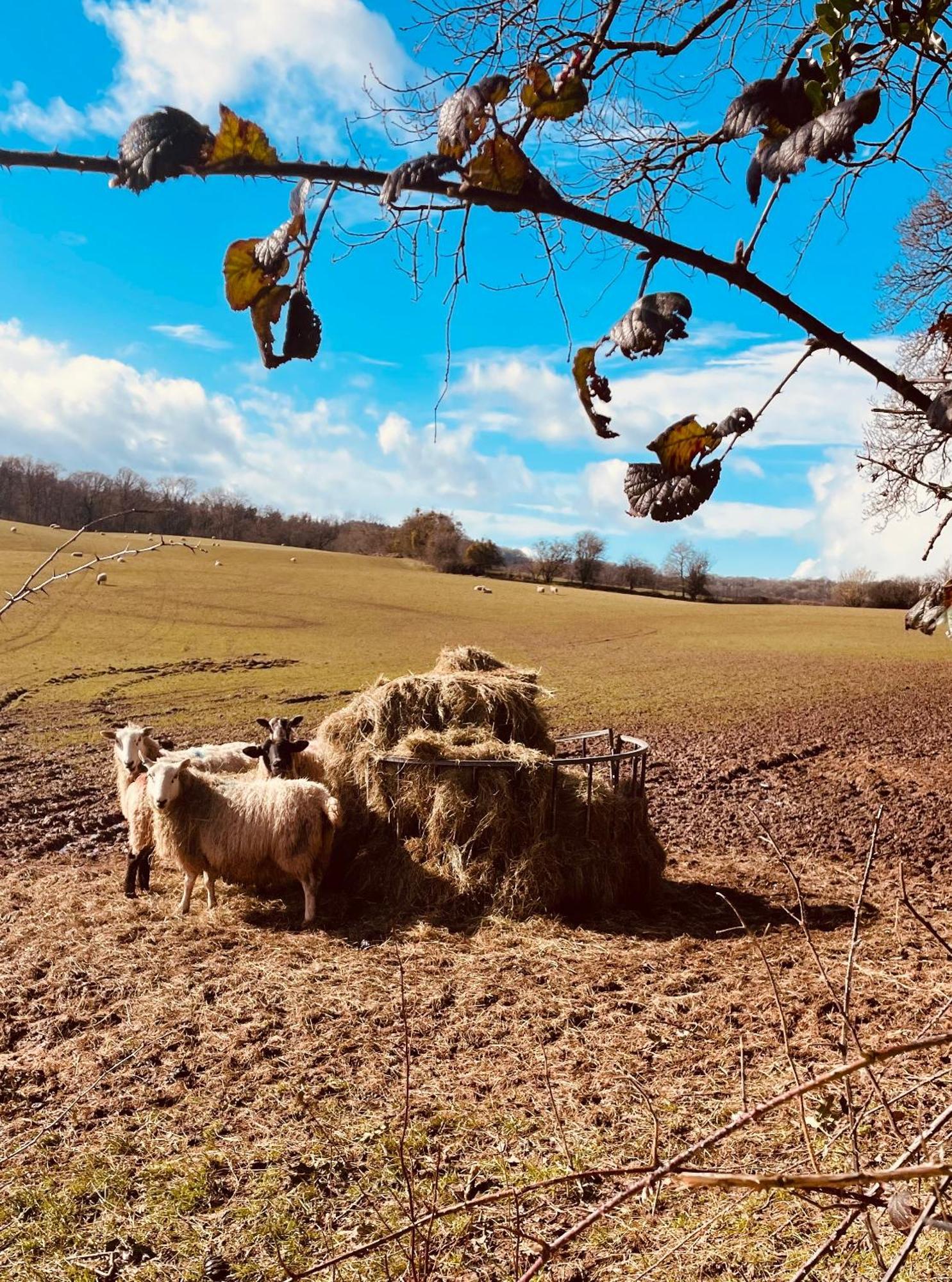 Pool Cottage Bed!-2 Bed Cottage With Dog Walking Trails And Local Pub On Your Doorstep! Popular Walking Trails Nearby-Malvern Hills And The Brockhampton Estate- Peaceful Village On The Border Of Hereford And วุร์สเตอร์ ภายนอก รูปภาพ